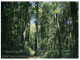 (600) Australia - NSW - Port Macquarie Rainforest - Port Macquarie