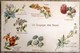 Delcampe - CPA Lot 4x Litho Precurseur Illustrateur Kopal Jacques Brien Langage Des Fleurs Voyagé 1902 Cachet Warcoing Et Quaregnon - Colecciones Y Lotes