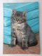 CP - Animaux - Chat Domestique -  CHATON 1965 - Chats