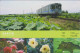 AKJP Japan Postcards Naruto - Awa Odori - Fireworks - Lotus - Peony - Hibiscus Hamabo - Gorgon Plant - Train - Shikoku - Collezioni E Lotti