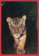 156628 / Siberian Tiger Amur Tiger Amurtiger Oder Ussuritiger Le Tigre De Sibérie Ou Tigre De L'Amour  - Publ. Russia - Tigres