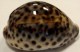 Coquillage - Porcelaine - Cypraeidae - Cypraea Tigris (linnaeus, 1758) - Philippines - Coquillages