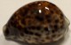 Delcampe - Coquillage - Porcelaine - Cypraeidae - Cypraea Tigris (linnaeus, 1758) - Philippines - Coquillages