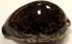 Delcampe - Coquillage - Porcelaine - Cypraeidae - Cypraea Tigris (linnaeus, 1758) - Philippines - Coquillages