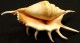 Coquillage - Strombe - Strombidae - Lambis Lambis (Linné, 1758) - Mayotte - Seashells & Snail-shells