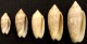 Coquillage - Olives - Olividae - Oliva Reticularis Lamarck, 1810 - Martinique - Coquillages