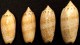 Coquillage - Olives - Olividae - Oliva Reticularis Lamarck, 1810 - Guadeloupe - Coquillages