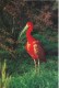 Parc Ornithologique Départemnetal De La Dombes - Villars-les-Dombes (Ain)  -  Ibis Rouge  - Cliché C. Krass - Pájaros