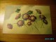 FLOWERS , HALLER  , OLD POSTCARD , 0 - Haller, A.