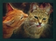 BELARUS  -  Two Domestic Cats  Used Postcard As Scans - Cats