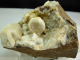 CALCITE SUR CALCAIRE DE L´HETTANGIEN 6,5 X 4,5 CM CAUSSE DE MONTBEL - Fossielen