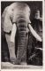 Record African Elephant , Photo  Musée Birchington , Kent ( Dos Scanné ) - Elefanten