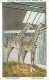 Cpa MILWAUKEE - Washington Park Zoological Garden - Giraffe - East Africa - Giraffa Tipplekirchii - Milwaukee