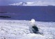 Lot De 6 Cartes - Terres Australes Et Antartiques - Photo De Fatras - Cormoran Kerguelen -Moutons - Renne - Albatros - TAAF : Territori Francesi Meridionali