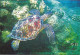 Tortue De Mer, Hawai / Hawaiian Green Sea Turtle / Voyagé Timbre Honolulu - (espèce Aquatique Protégée) - Tortues