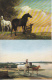 Delcampe - CHEVAUX : Lot De 14 Cartes Postales - Caballos