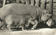 HIPPOPOTAMUS * BABY HIPPO * ANIMAL * ZOO & BOTANICAL GARDEN * BUDAPEST * KAK 0203 612 * Hungary - Flusspferde