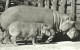 HIPPOPOTAMUS * BABY HIPPO * ANIMAL * ZOO & BOTANICAL GARDEN * BUDAPEST * KAK 0203 643 * Hungary - Hippopotamuses