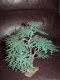 Britains  Cedar Tree.    Vers 1963 - Fleurs & Plantes