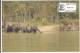 Madhumalai Wild Life Sanctuary, Dept. Of Post Picture Postcard, Pictorial Cancel Image, Elephant Animal, Tiger Reserve, - Elephants