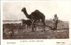 Postcard RA001737 - Morocco (Maroc) Le Vieux Laboureur - África