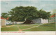 Bahamas Silk Cotton Tree, Full View Nassau Bahama  Edit Moore 259  Used Nassau 1909 - Bahama's