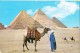 Egypt, Giza, The Pyramids, Unused Postcard [14599] - Gizeh