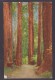 Antique Card Of The Redwoods, USA, Posted With Stamp, N5. - St Paul