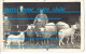 Cpp Portrait Famille BOUCHEZ Catherine Née GOLERE Enfant HENRI Et NICOLAS Ferme élévage Moutons Tonte - Généalogie
