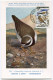 ST PIERRE ET MIQUELON CARTE MAXIMUM DU N°366  2F. GRAVELOTS OBLITERATION ST PIERRE ET MIQUELON 5-8-1963 - Cartes-maximum