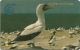 Ascension Isl. - White Booby Bird, 4CASA, 1994, 5.000ex, Used - Isole Ascensione