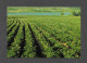 VICTORIA - ILE DU PRINCE ÉDOUARD - PRINCE EDOUARD ISLAND - POTATO FIELD - CHAMP DE POMMES DE TERRE - PHOTO GEORGE WOTTON - Other & Unclassified