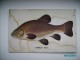 IMPERIAL RUSSIA LATVIA RIGA J. REDLICH FISHING EQUIPMENT ADVERTISEMENT ON TUCK`S TENCH FISH   , OLD POSTCARD , 0 - Publicidad