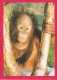 Post Card Of Gordon The Orangutan, Monkey World, Ape Rescue Centre, Dorset, B16. - Monkeys