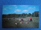 Harvesting Cranberries, Cape Cod - Cape Cod