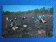 Cranberry Picking Time, Cape Cod, Massachusetts. - Cape Cod