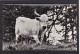 Old Card, Chillingham Wild Catle, Posted With Stamp, S2. - Vaches