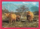 Postcard Of Cow, The Long Haired Highland Cow B3. - Mucche
