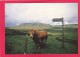 Postcard Of Cow, Bull On The Pennine Way, B3. - Mucche