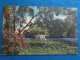 Looking Over Water Hyacinths. Down The Springs Run At Silver Springs, Florida - Silver Springs