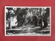 - Louisiana>   Rppc   Pine Alley   -- Ref  1660 - Autres & Non Classés