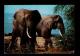 KENIA-TANZANIA-UGANDA 1974 Tea Factory Postcard Elephants Animals Animaux Faune Plants Drinks Boissons Italy Sp3241 - Piante Medicinali