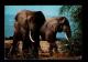 KENIA-TANZANIA-UGANDA 1974 Tea Factory Postcard Elephants Animals Animaux Faune Plants Drinks Boissons Italy Sp3241 - Plantes Médicinales