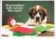 Saint Bernard : Quelle Vie De Chien ! - Wat Een Hondleven !  What A Dog Life! - Chiens