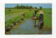 Jan15     67579   Thai Farmers Uproot Rice Seedlings - Thailand