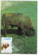 Poland 1987 Fauna Wisent Bison Animal Mammal Canceled In Krakow - Koeien