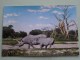 East African Game ( Rhinoceros ) / Anno 19?? ( Zie Foto Details ) !! - Rhinoceros