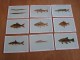 9 Cartes POISSONS D' EAU DOUCE DE BELGIQUE  Institut Royal Des Sciences Naturelles De Belgique Pêche Poisson - Autres & Non Classés