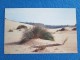 Sand Dunes. Oregon Coast. - Autres & Non Classés