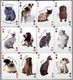 Russian Playing Cards DOGS & CATS (36) (2) - Playing Cards (classic)